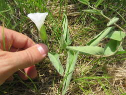 Image of low false bindweed