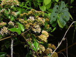 Mikania parviflora (Aublet) Karsten resmi