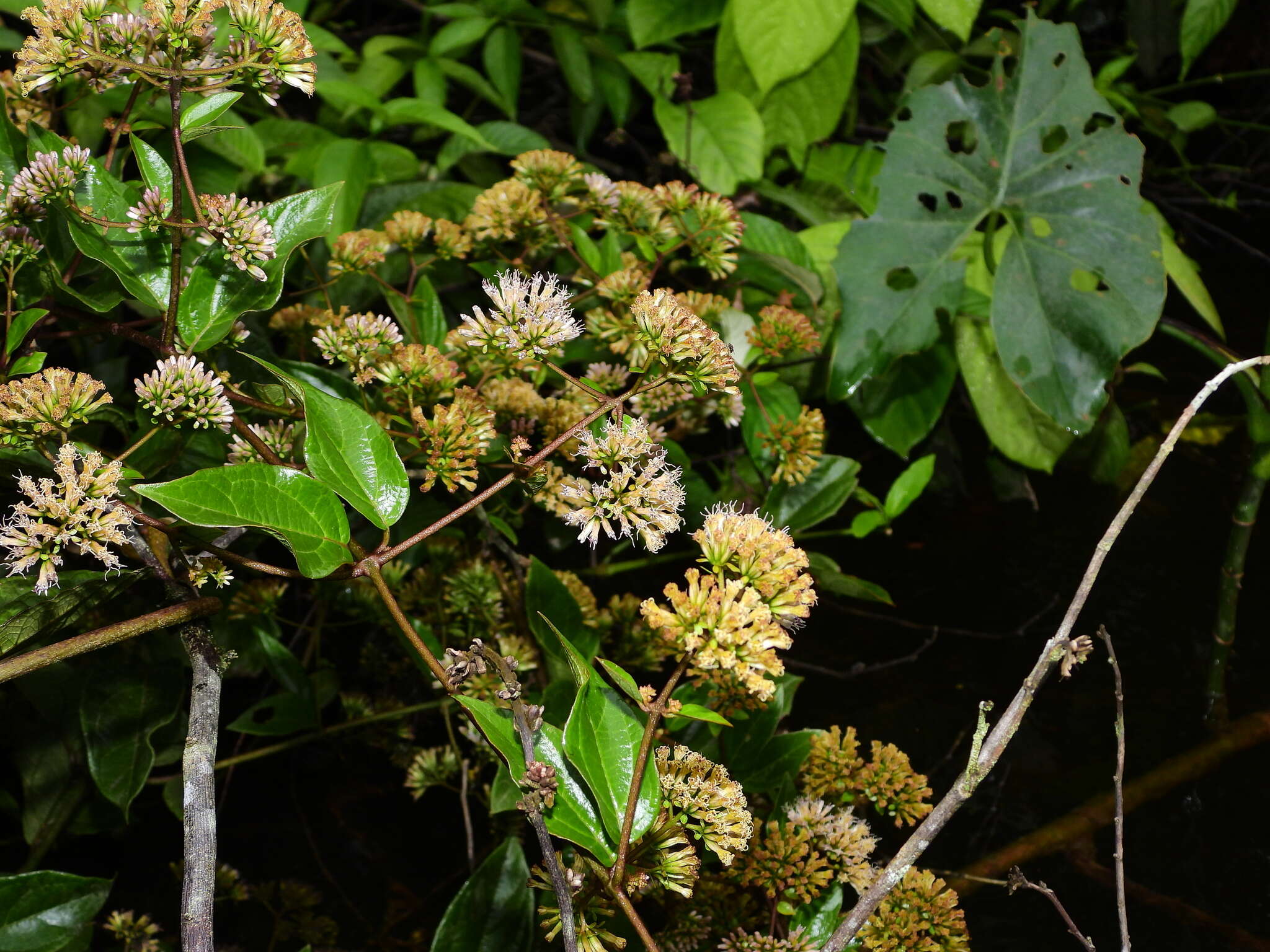 Mikania parviflora (Aublet) Karsten的圖片