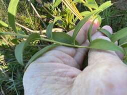 Image of Elliott's goldenrod