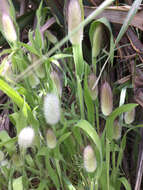 Image of harestail grass