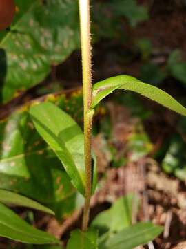 Image of eastern showy aster