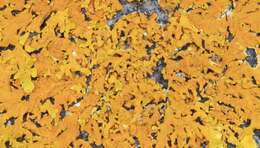 Image of Xanthoria aureola (Ach.) Erichsen