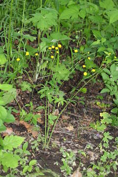 صورة Ranunculus japonicus Thunb.