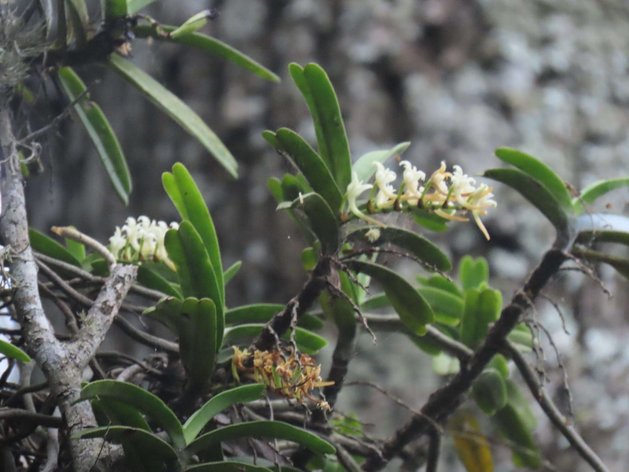 Image of Cyrtorchis praetermissa subsp. zuluensis (E. R. Harrison) H. P. Linder