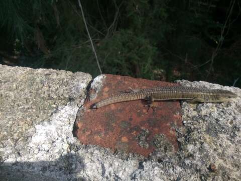 Image of Alligator lizards