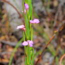 Image of Muraltia filiformis (Thunb.) DC.