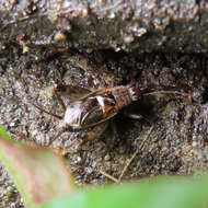 Слика од Polionemobius taprobanensis (Walker & F. 1869)