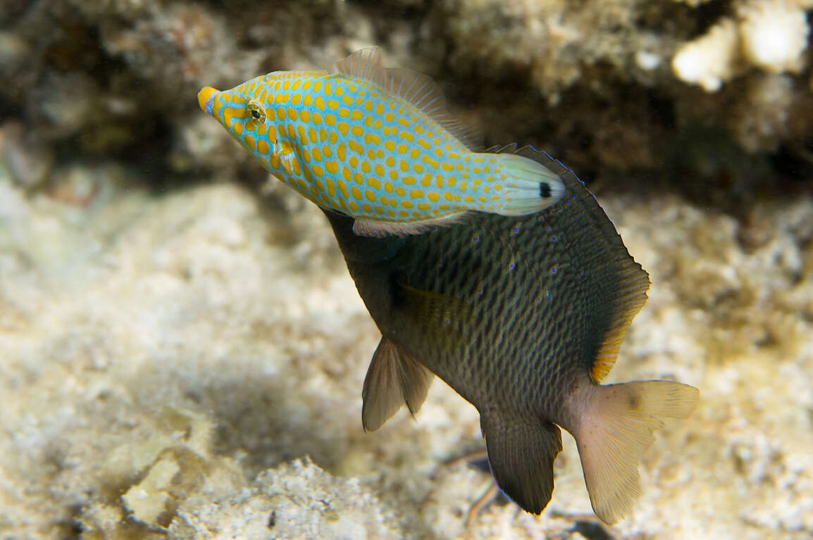 Image of Red Sea longnose filefish