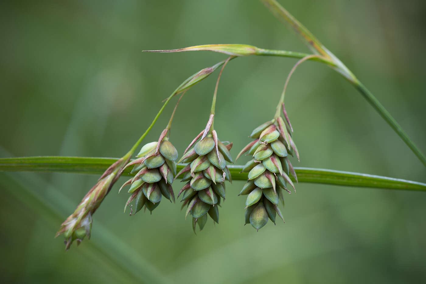 Image of boreal bog sedge