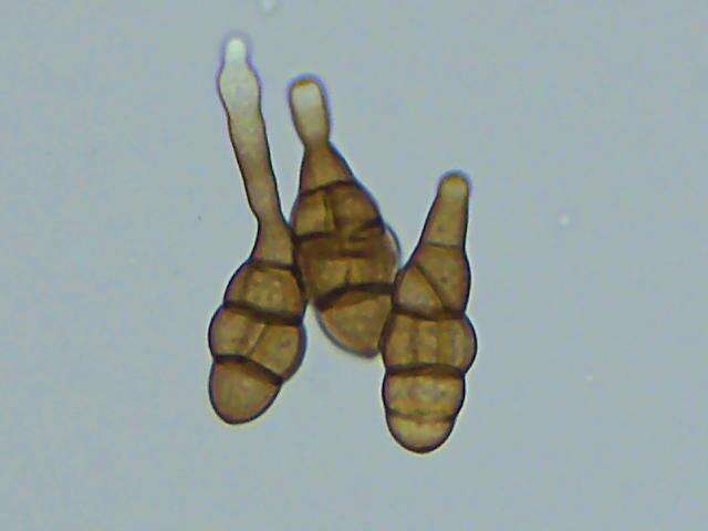 Image of Alternaria solani Sorauer 1896