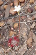 Image of Drosera petiolaris R. Br. ex DC.