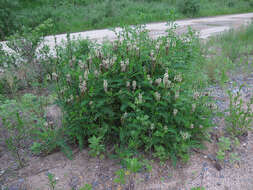 Plancia ëd Astragalus uliginosus L.