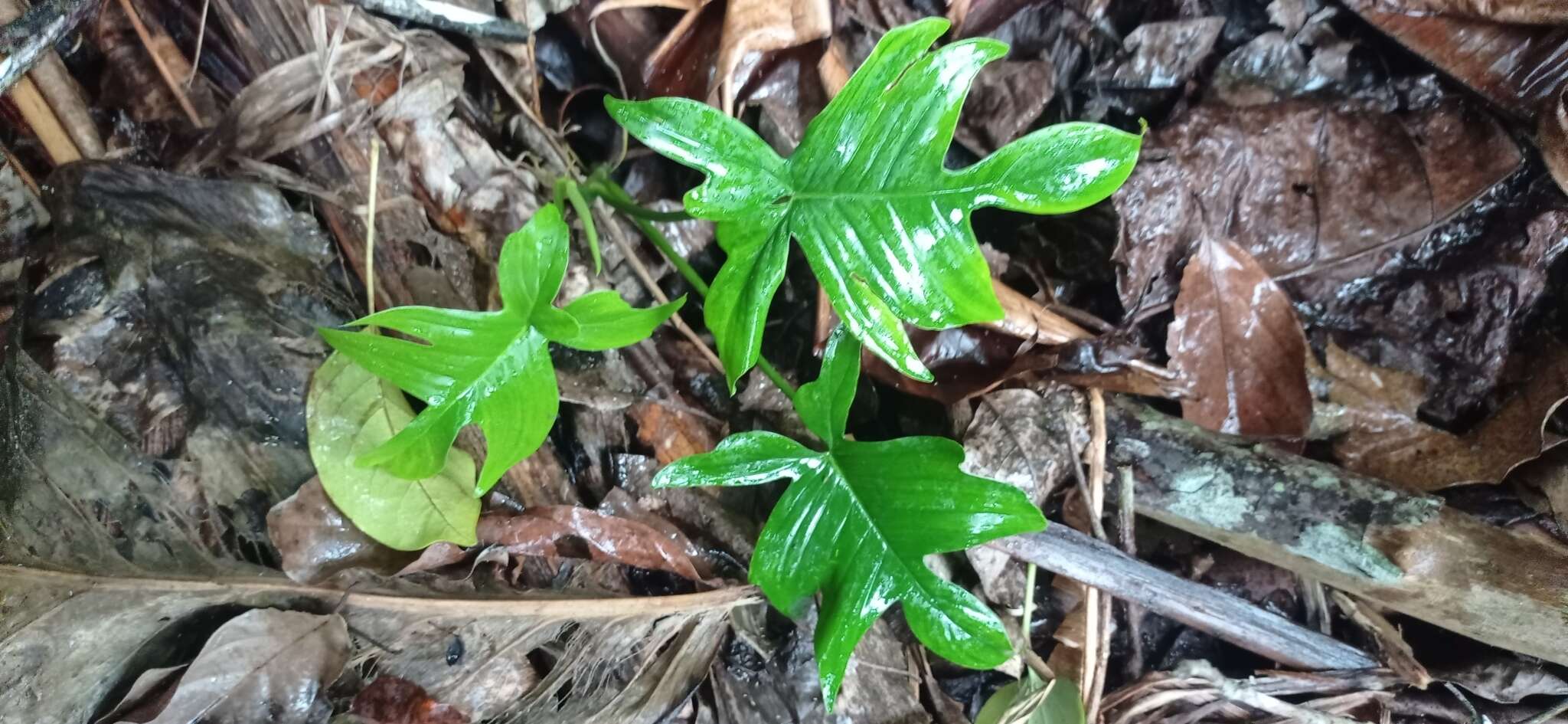 Philodendron pedatum (Hook.) Kunth resmi