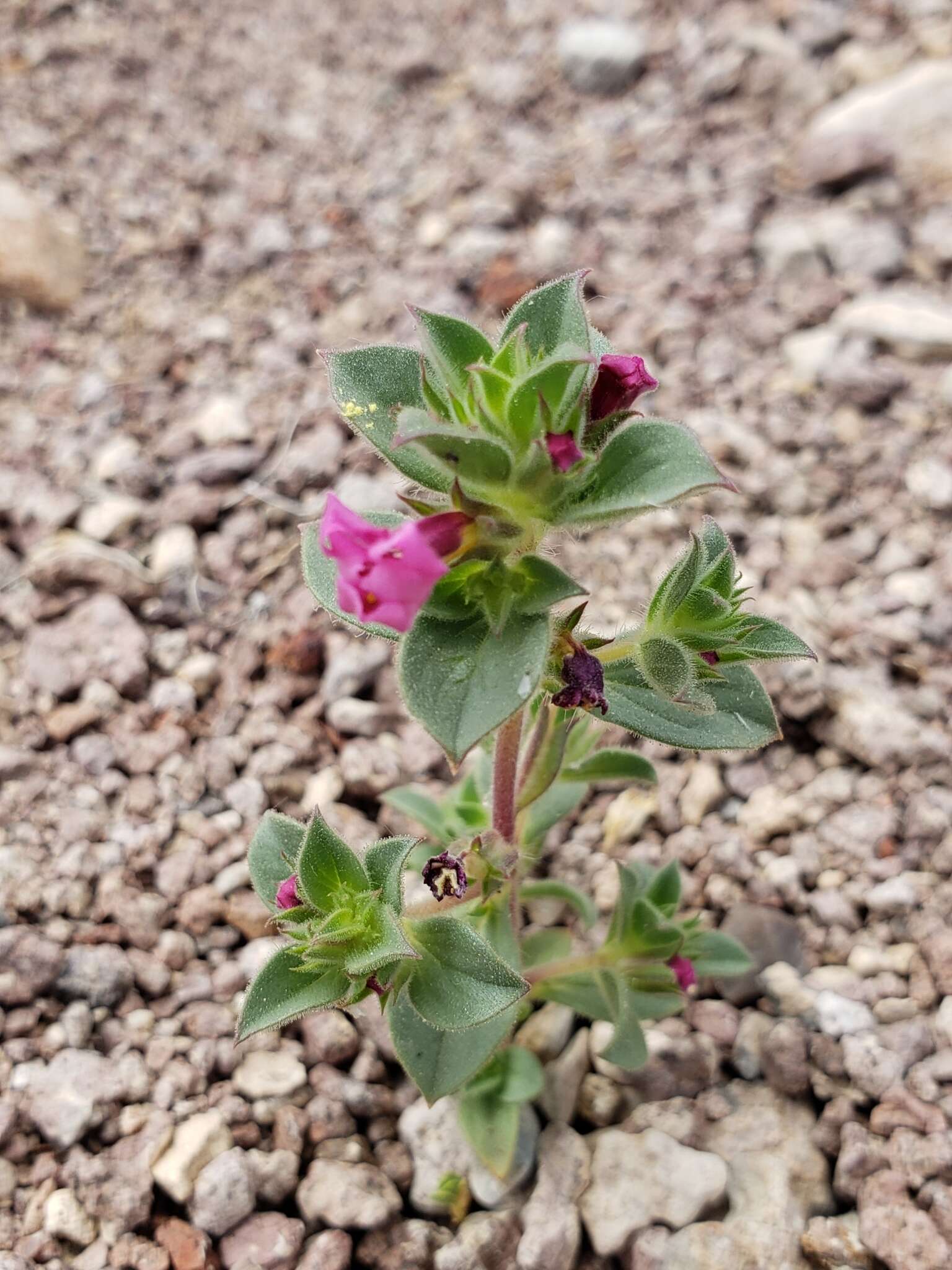 Image of compact monkeyflower