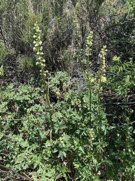 Image of California larkspur