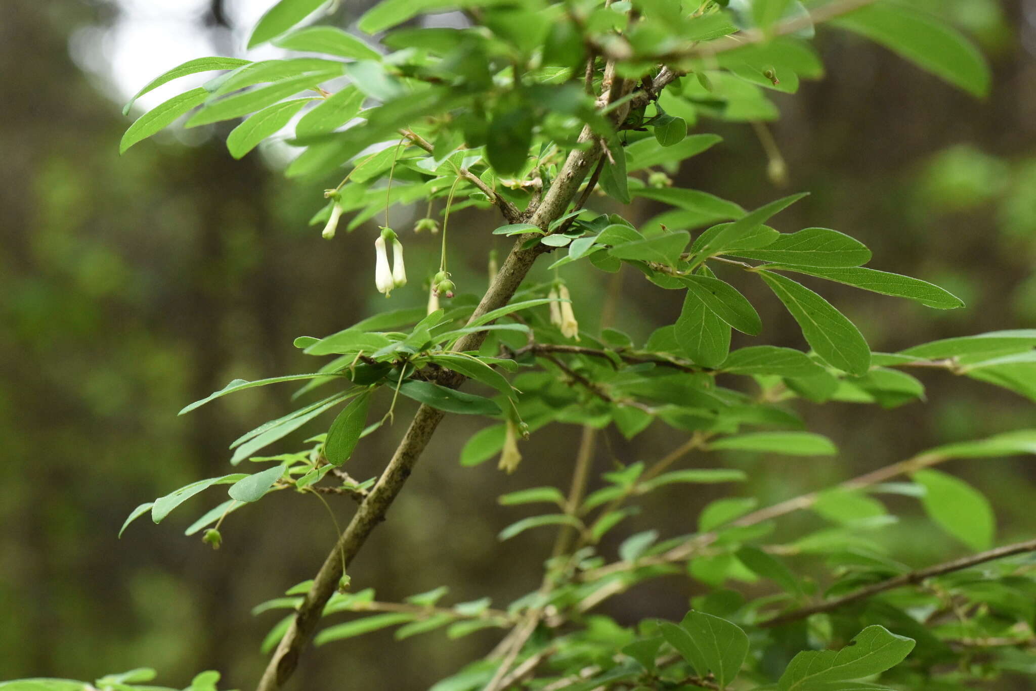 Image of Lonicera tangutica Maxim.