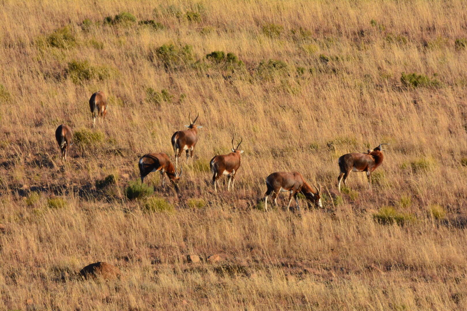 Image of Blesbok