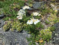 Achillea erba-rotta subsp. moschata (Wulfen) I. B. K. Richardson resmi