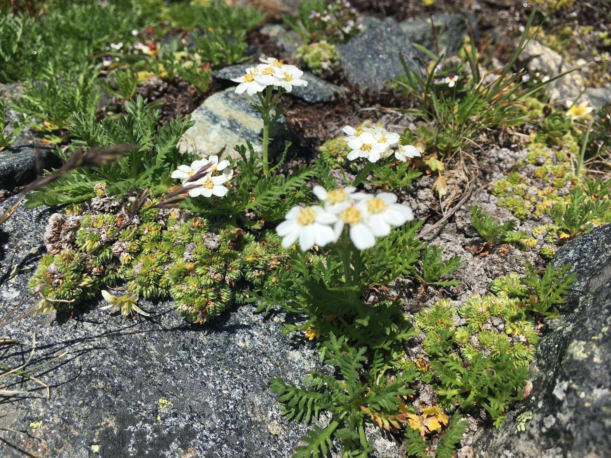 Achillea erba-rotta subsp. moschata (Wulfen) I. B. K. Richardson resmi