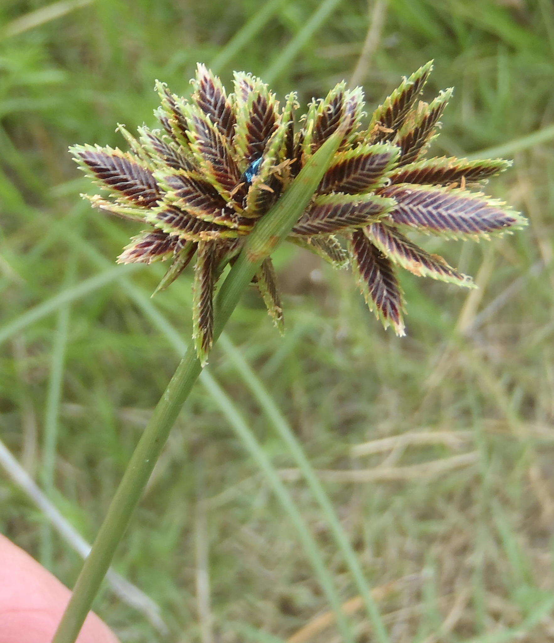 Imagem de Cyperus marginatus Thunb.