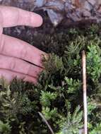 Image of Allegany thamnobryum moss