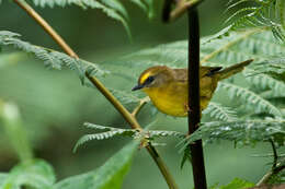 Image of Citrine Warbler