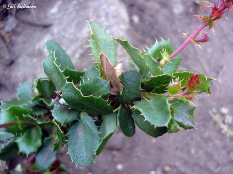 Image of Berberis actinacantha Mart. ex Schult. fil.