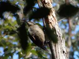 Image of Paradise Riflebird