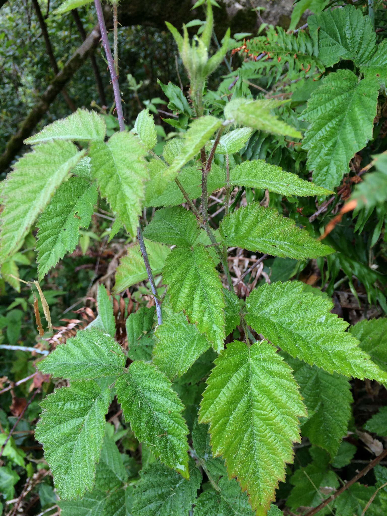 Rubus ursinus subsp. macropetalus (Dougl. ex Hook.) Taylor & Mac Bryde的圖片