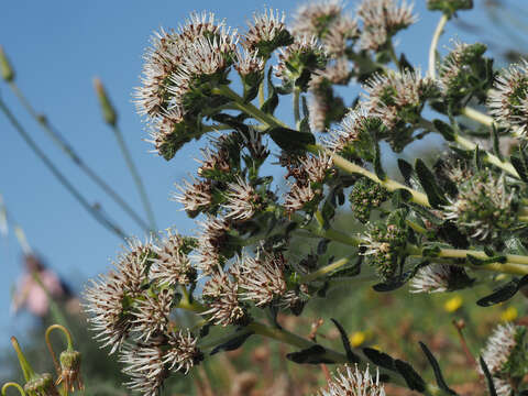 Image of Lobostemon capitatus (L.) Buek