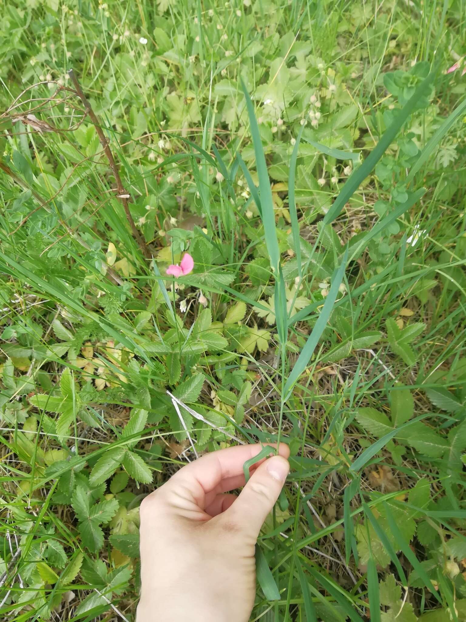 Image of Grass Vetchling