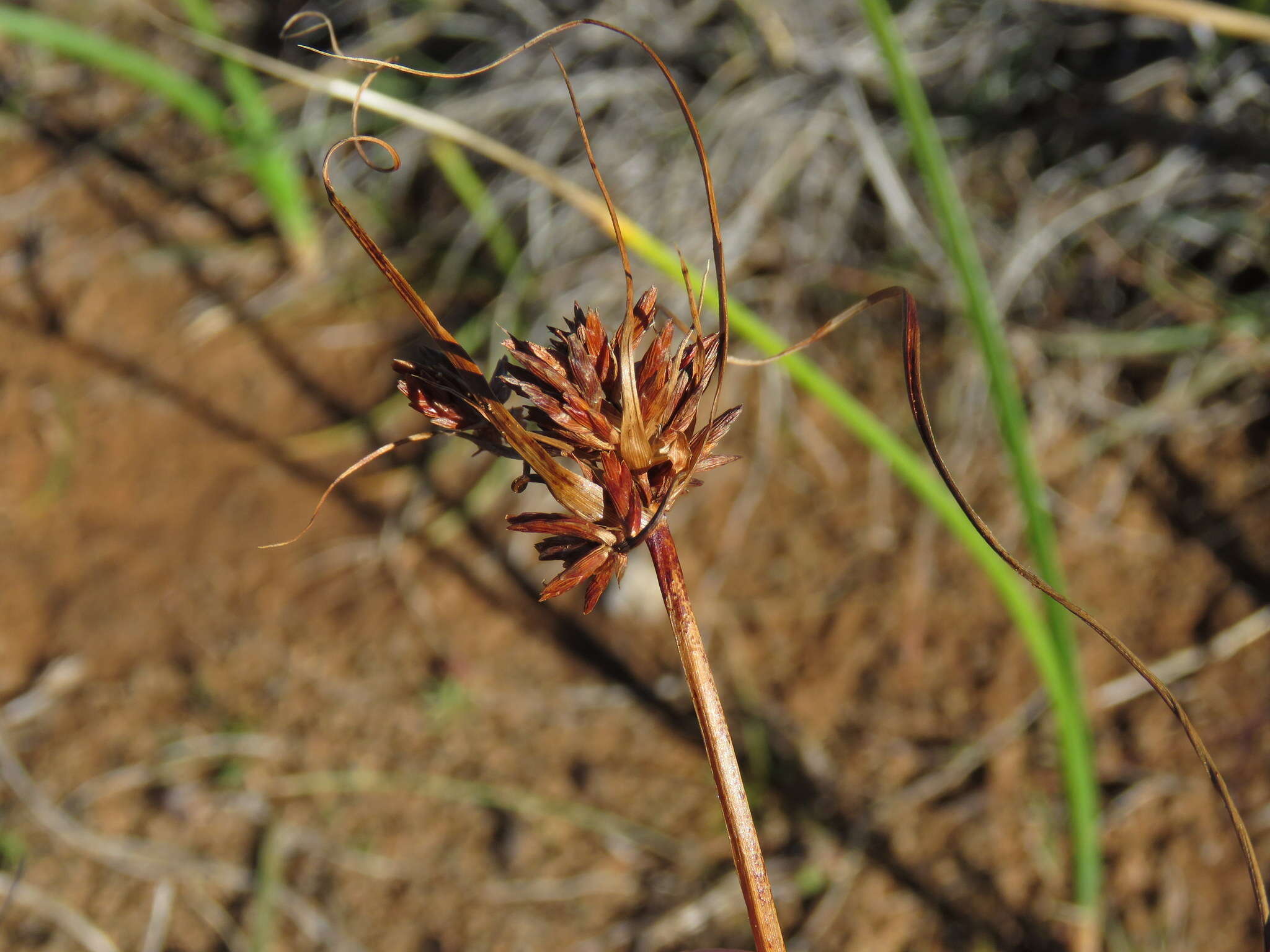 Image of Cyperus usitatus Burch.