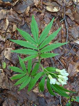 Image of Cardamine kitaibelii Bech.