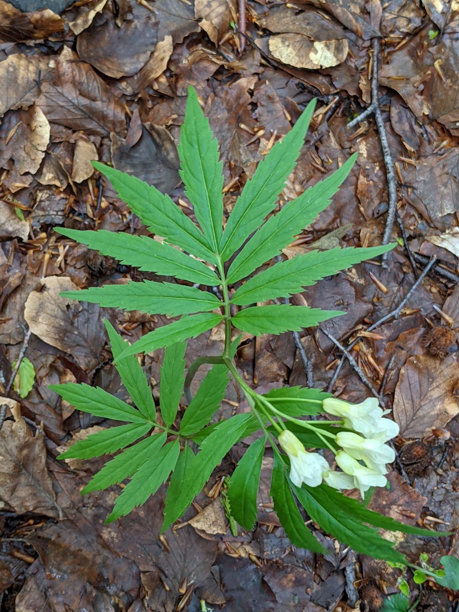 Слика од Cardamine kitaibelii Bech.