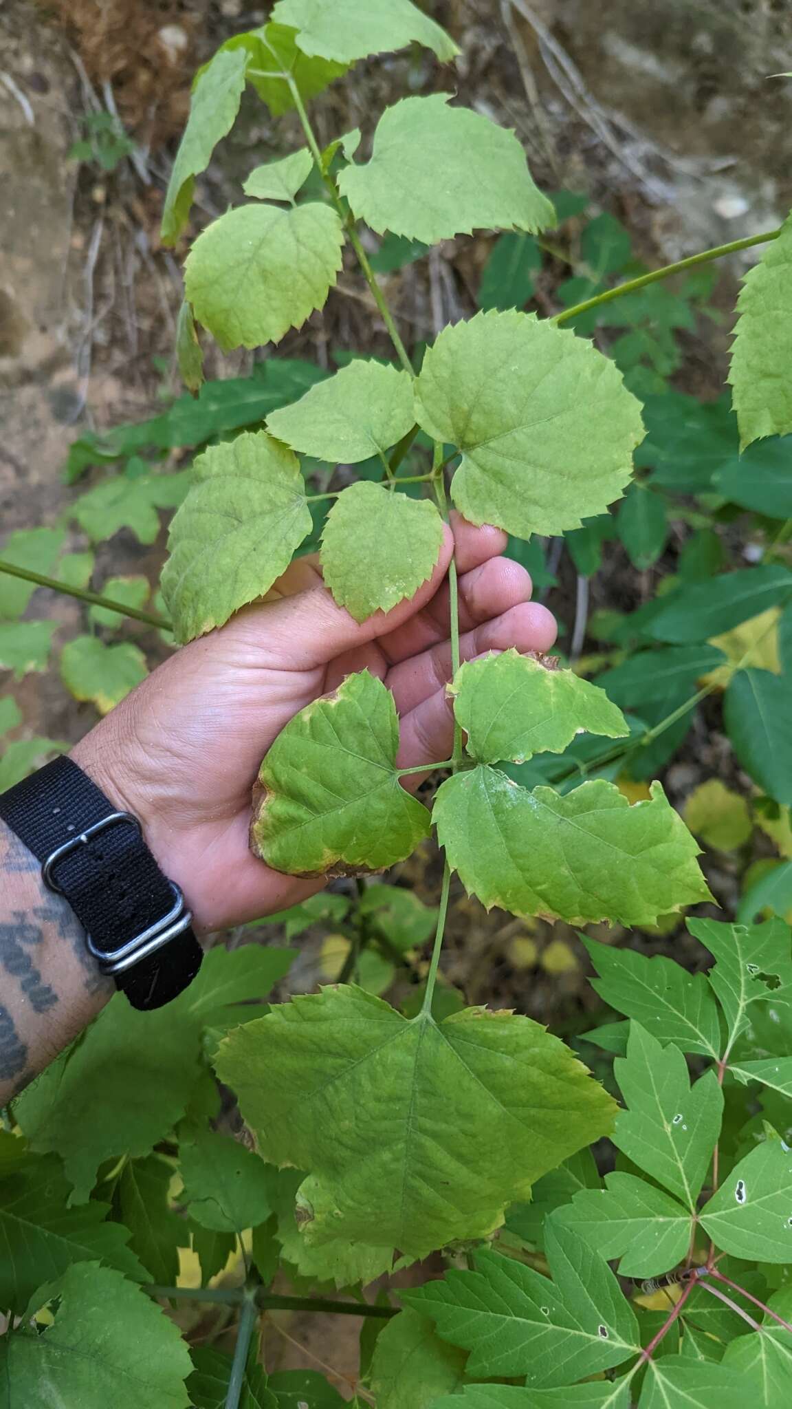 Image of American spikenard