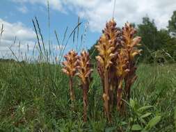 Imagem de Orobanche lutea Baumg.