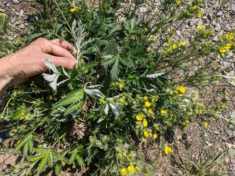 Image de Potentilla bipinnatifida Dougl. ex Hook.