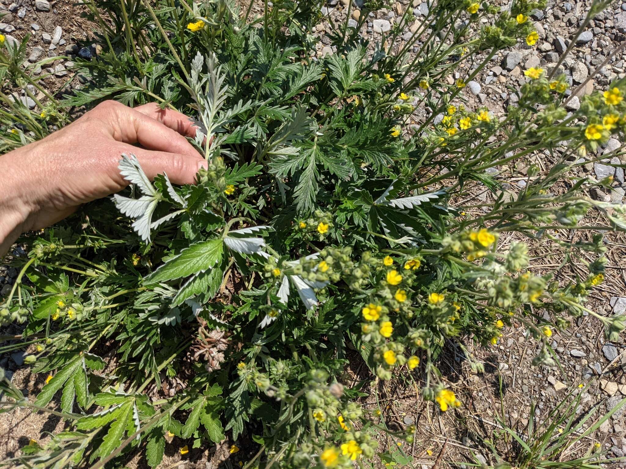 Image of tansy cinquefoil