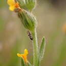 Слика од Craspedolepta pulchella (Crawford 1911)