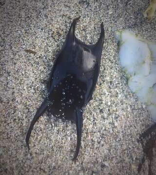 Image of Spotted Ray