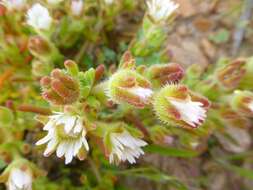 Imagem de Drosanthemum hispifolium (Haw.) Schwant.