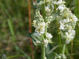 Image of white mullein