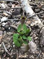 Image of Aristolochia lutea Desf.