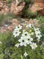 Слика од Ornithogalum saundersiae Baker