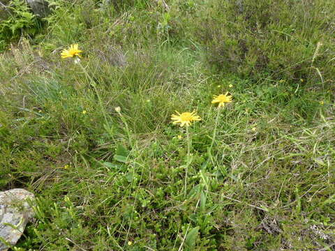 Image of mountain arnica