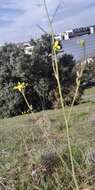 Sivun Brassica barrelieri (L.) Janka kuva