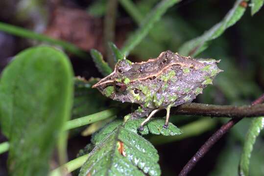 Image of Pacific robber frog