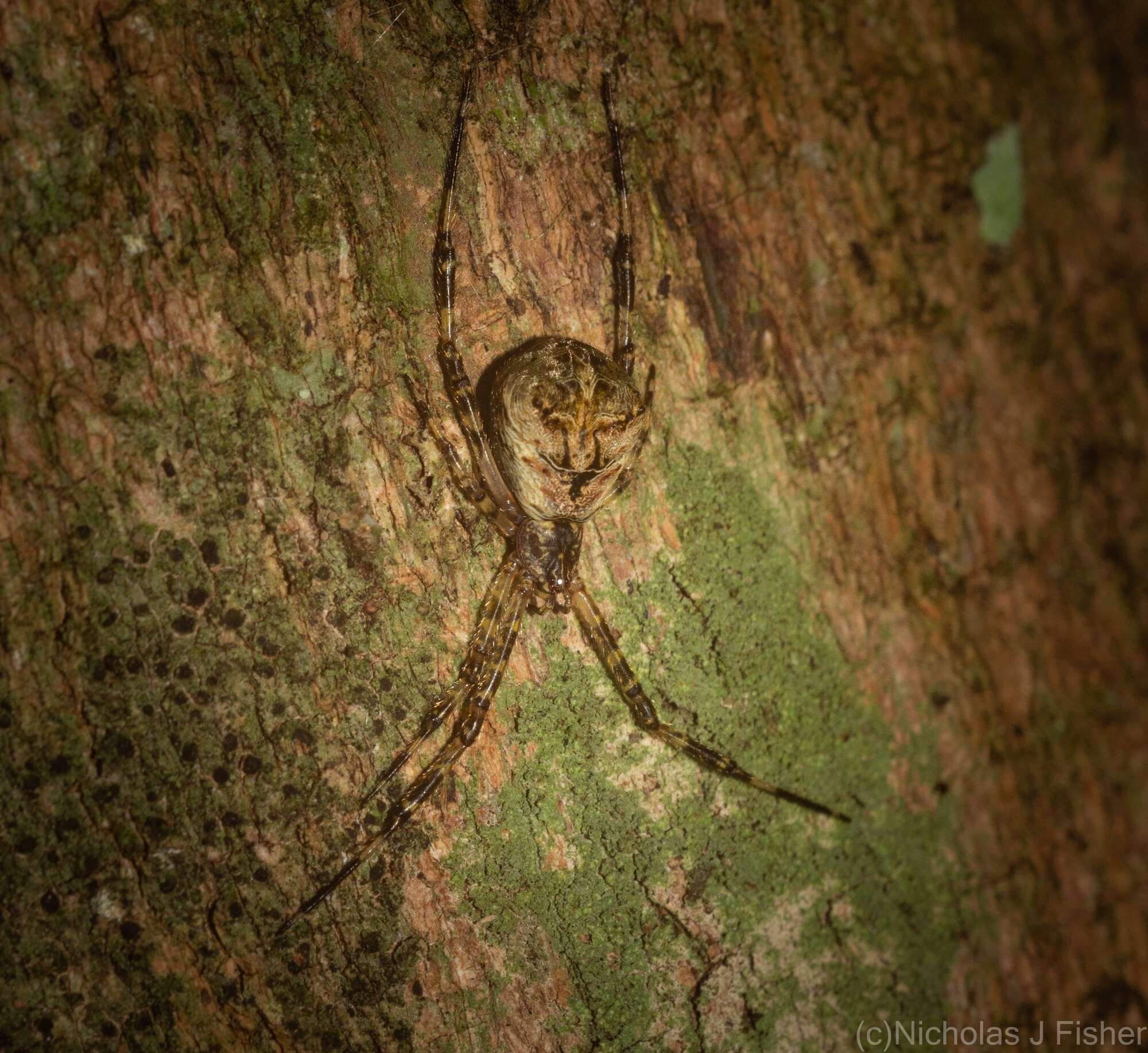 صورة Janula bicornis (Thorell 1881)