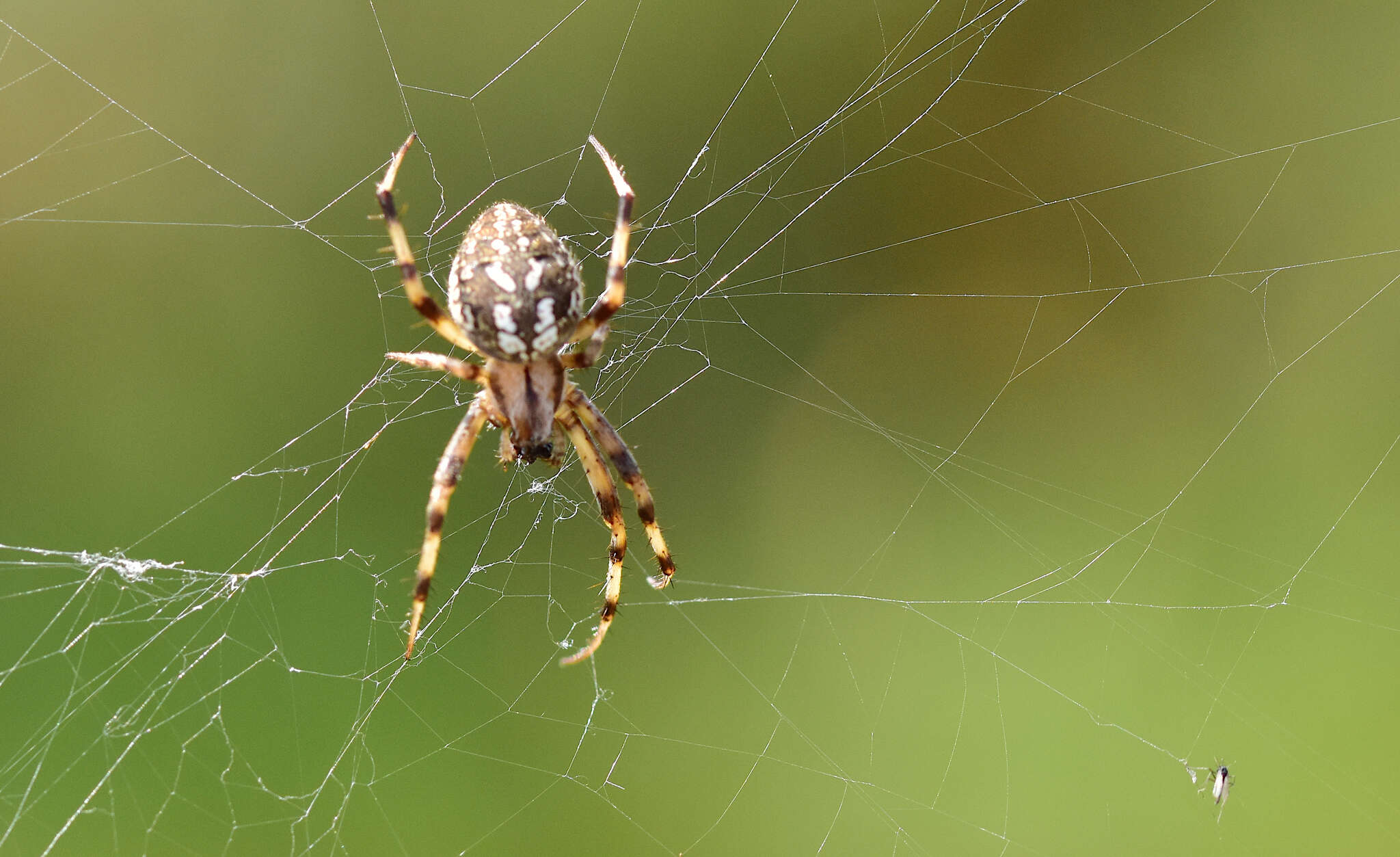 Image of Neoscona byzanthina (Pavesi 1876)